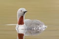 Red-throated diver