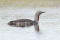 Red-throated diver