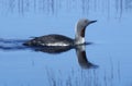 Red-throated diver, Gavia stellata Royalty Free Stock Photo