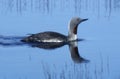 Red-throated diver, Gavia stellata