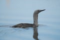 Red-throated Diver Gavia stellata in south of Iceland Royalty Free Stock Photo