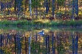 Red throated diver in a lake