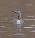 Red throated Diver (Red throated Loon)