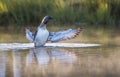 Red throated diver