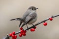 Red throated Flycatcher Royalty Free Stock Photo