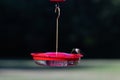 Red throated hummingbird sipping some nectar from the feeder