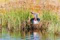 Red throated loon