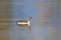 Red-throated loon Royalty Free Stock Photo