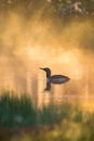 Red-throated loon in the dawn light with fog