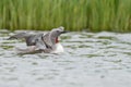 The red-throated loon Royalty Free Stock Photo