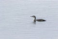 Red-throated loon Gavia stellata