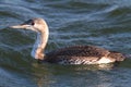 Red-throated Loon (Gavia stellata) Royalty Free Stock Photo