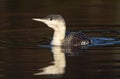 Red-throated Loon, Roodkeelduiker, Gavia stellata