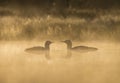 Red-throated Loon