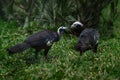 Red-throated Piping Guan pair eating