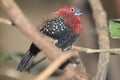 Red-throated twinspot Royalty Free Stock Photo