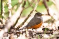 Red Thrush Turdus Rufiventris in profile look at camera standing between logs with thorns and dry leaves