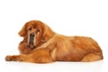 Red Tibetan Mastiff dog lying Royalty Free Stock Photo