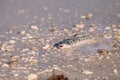 Red tide causes fish to wash up dead