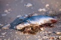 Red tide causes fish to wash up dead
