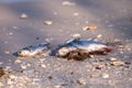 Red tide causes fish to wash up dead Royalty Free Stock Photo