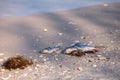 Red tide causes fish to wash up dead