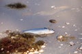 Red tide causes fish to wash up dead