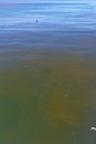 Red tide in ocean water