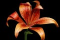 Red tiger lilies Royalty Free Stock Photo