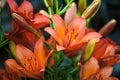 Red tiger lily on black background Royalty Free Stock Photo