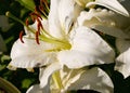 Red tiger lily on a black background. Lilium lancifolium, tigrinum Royalty Free Stock Photo