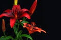 Red Tiger Lily Blooms Royalty Free Stock Photo