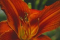 Red tiger lily flower closeup Royalty Free Stock Photo