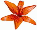 Red tiger lily flower isolated on a white background whole frame Royalty Free Stock Photo