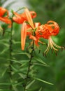 Red tiger lily isolated on a black background. Lilium lancifolium, tigrinum Royalty Free Stock Photo