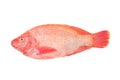 Red Tilapia Royalty Free Stock Photo