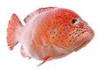 Red Tilapia Fish Isolated Royalty Free Stock Photo