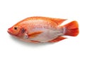 Red tilapia fish isolated on white background, whole raw seafood ingredient Royalty Free Stock Photo