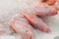 Red Tilapia Fish pile frozen in ice on sale in supermarket Royalty Free Stock Photo