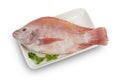 Red Tilapia Fish (Tubtim) in white plate isolated on white background Royalty Free Stock Photo