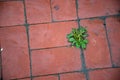 Red tiled sidewalk outdoors. Dirty sidewalk. Grass grows between pavement tiles Royalty Free Stock Photo