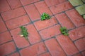 Red tiled sidewalk outdoors. Dirty sidewalk. Grass grows between pavement tiles Royalty Free Stock Photo