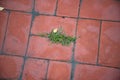 Red tiled sidewalk outdoors. Dirty sidewalk. Grass grows between pavement tiles Royalty Free Stock Photo