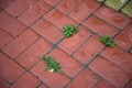 Red tiled sidewalk outdoors. Dirty sidewalk. Grass grows between pavement tiles Royalty Free Stock Photo