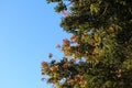 Red-tinged leaves of an oak tree in early autumn Royalty Free Stock Photo