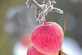 Red tiny apple on a tree covered with frozen frost. Royalty Free Stock Photo