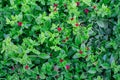 Red tiny aptenia cordifolia flowers with heart-shaped leaves. Top view Royalty Free Stock Photo