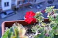 Red tiny flower in pot