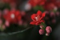 Red tiny flowers