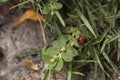 Red ladybug walking around in nature. Detailed close-up. Royalty Free Stock Photo